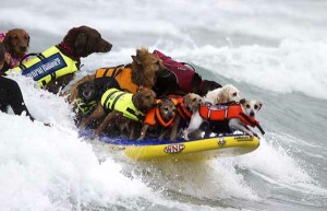 dogs surfing