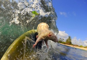 surfing rat