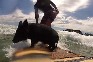 Zorro the surfing pig