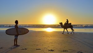 Camels surfers taghazout