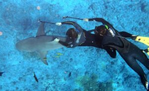 shark-divers